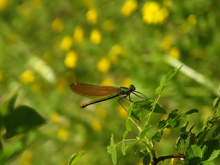 Calopteryx 1